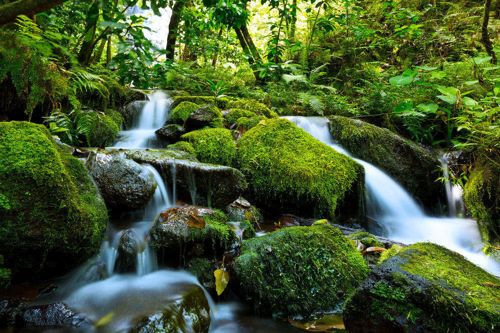 Nature Photography | Hawaiian Forest by Leighton Lum