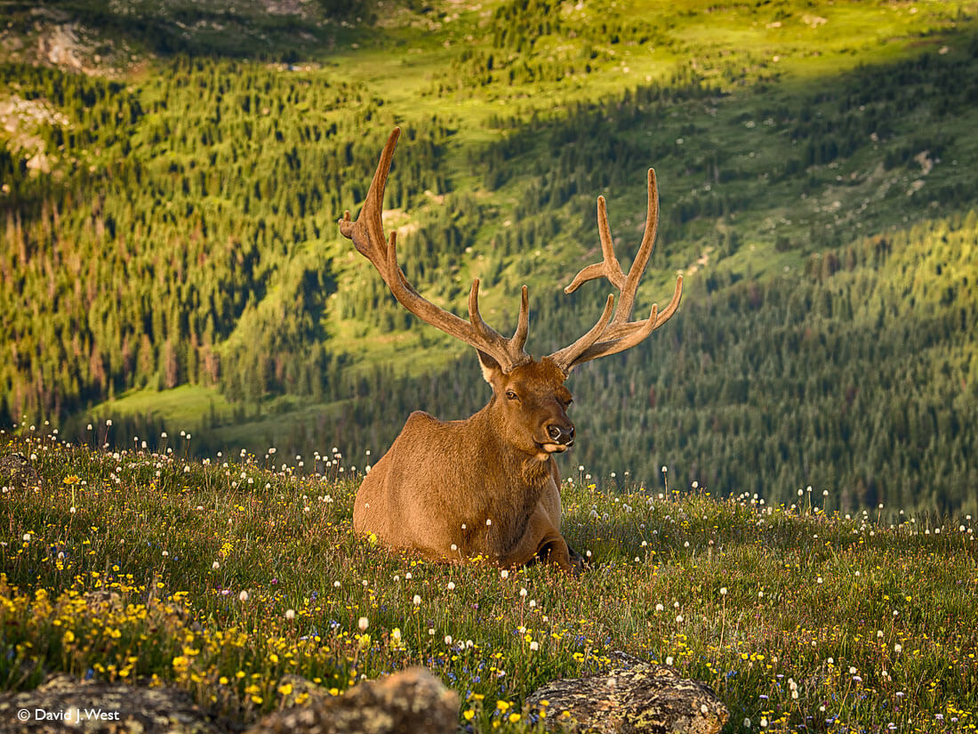 pictures rocky mountain elk pictures rocky mountain elk