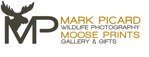 Mark Picard Wildlife Photography Moose Prints Gallery and Gifts