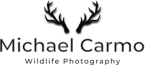 Michael Carmo Wildlife