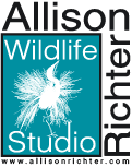 Allison Richter Wildlife Studio