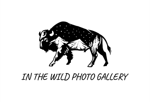 In The Wild Photo Gallery