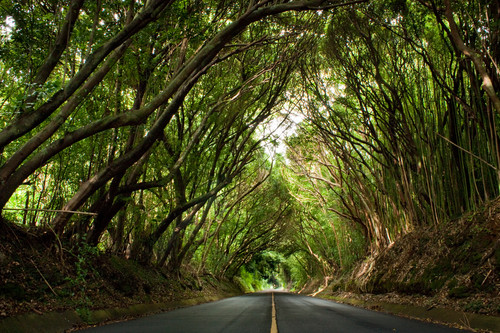 Hawaii Photography | Tree Tunnel by Douglas Page