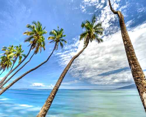 Braun randy j coconut tree twist bfyl3h