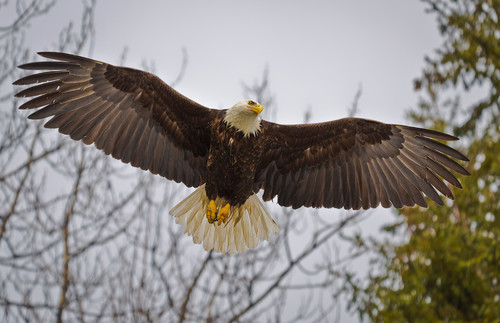 Bald eagle ll011 d5zbhc