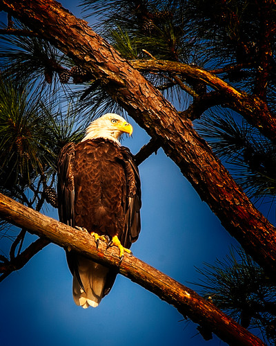 Wildlife picture perching eagle bird Photos in .jpg format free