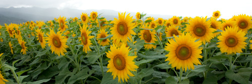 Giant sunflowers dp 052 lo8jiy