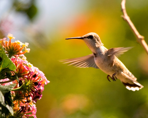 Hummingbird_850x.jpg?v=1649214838