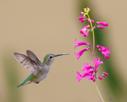 Hummingbird_850x.jpg?v=1649214838