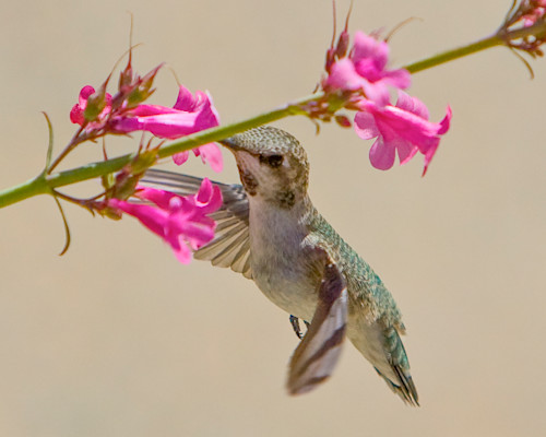 Hummingbird Foraging Pink Flowers Adults Paint by Numbers Kit Free