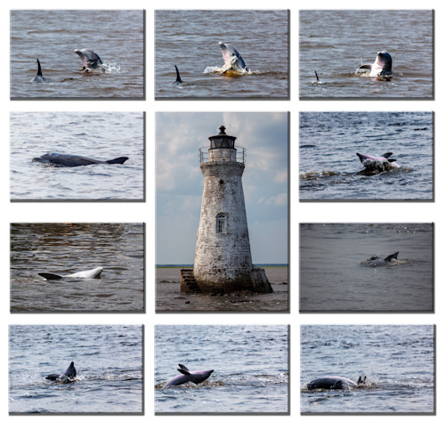 Dolphin collage ekp4ga