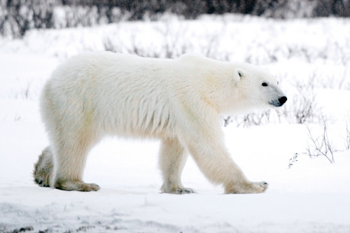 Polar Bears 028 Art | Cheng Yan Studio