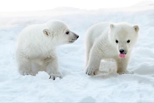 Polar Bears 028 Art | Cheng Yan Studio
