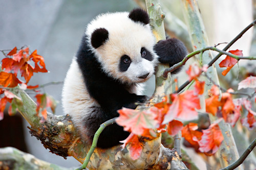♡ 。*❁panda cub❁*。大きなトランプJSK♡110♡ ♡ 。*❁panda cub❁*。大きなトランプJSK♡110♡ Screaming