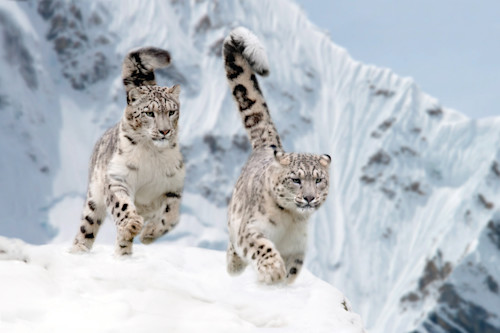 Snow_Leopards_004_jj1f5m.jpg Snow_Leopards_004_jj1f5m.jpg
