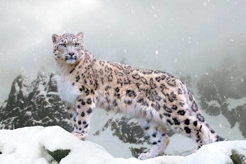 Snow_Leopards_002_ujepgp.jpg Snow_Leopards_002_ujepgp.jpg