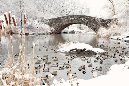 Gapstow bridge and ducks gxshwz