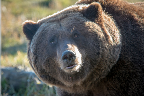 Colossal Brown Bear head shot - Alaska - wildlife