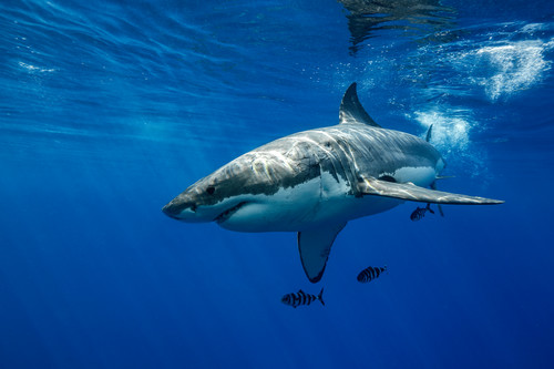 Shark Photography | Basking in the Sun by Leighton Lum