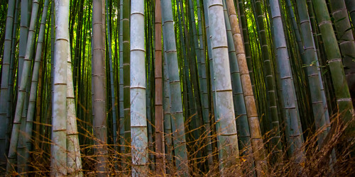 Forest of green mfds8d
