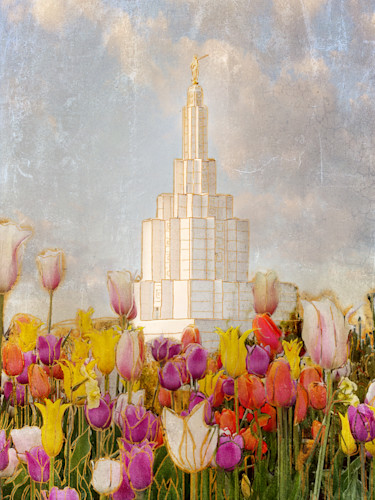 Idaho falls temple tulips mandy williams oxwk2y