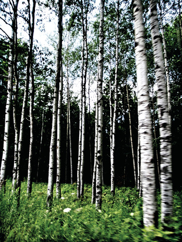 Birchtreecoloruse hfcjyx