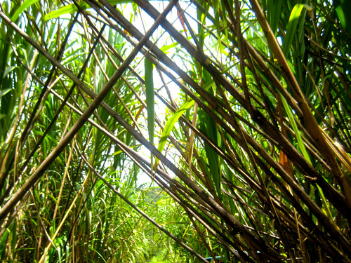 Bamboojungle ncyztd