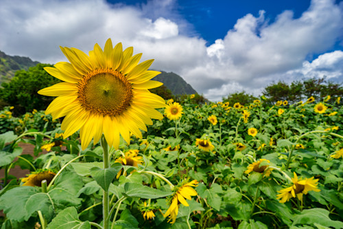 Waimanalo sunflowers pt51 takeju