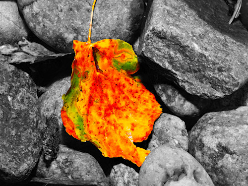 Physc ic leaf ksqcvy