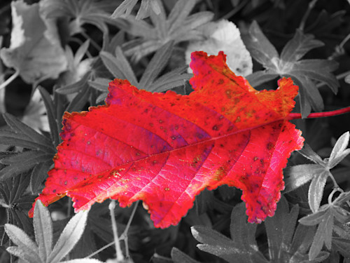 Redleaf onb w qeepl8