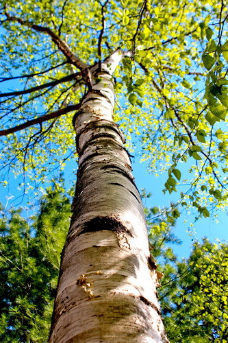 Birchtreeone xnxbt7