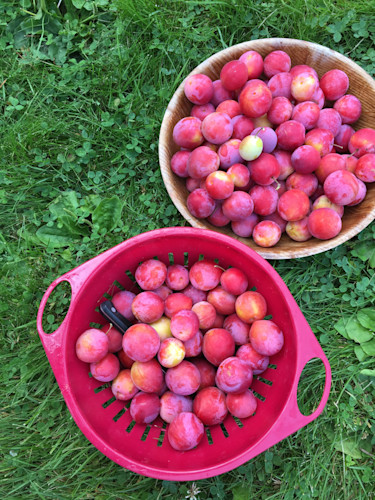Plums from Up North