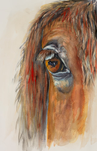 Untitled horse eye hires cjshjt