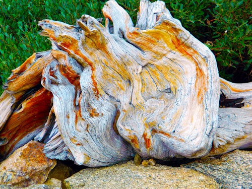 Treelinemtevans yvw0a3