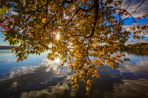 Leaves  2 vmcgb8