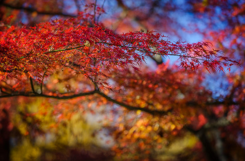 Leaves 0776 gcv8as