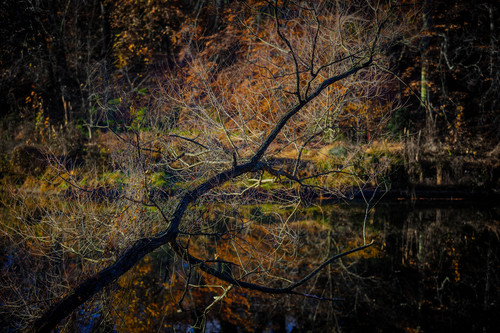 Trees 0660 nfh1zr