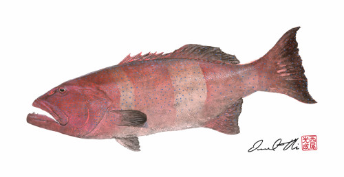 Coral trout dt15 exoaxp