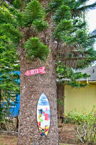 Cook island pine with surfboard dsc 6806 crjkhw