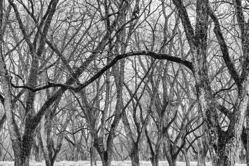 Trees  49 sppoak