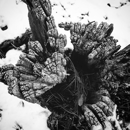 Treestumpblackandwhitephotograph zrrwhs