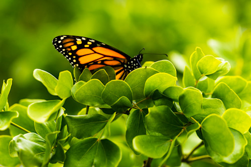 Monarch oasis pt82 feeliw