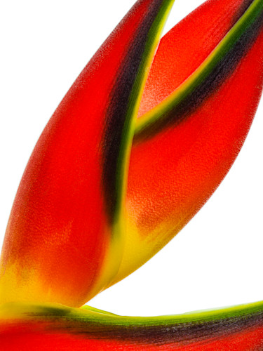 Dh 2018flowers heliconia 3 edit pbsxkb