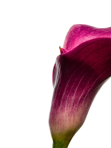 Callalily 3 rjlqzy