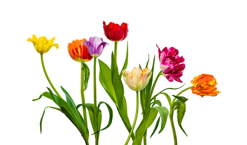 Tulips 13 b3n2au