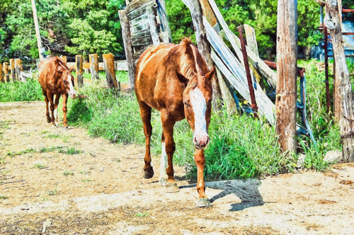 Horses hot summer daydsc 0563monetish impast bxgoy4