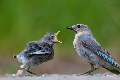 Bluebirdfeed2 souaes