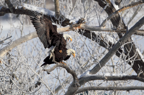 Eaglesmating22 w1hgfl