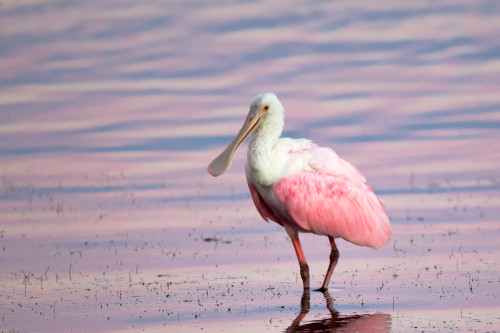 Rosespoonbill1 pk6hxk