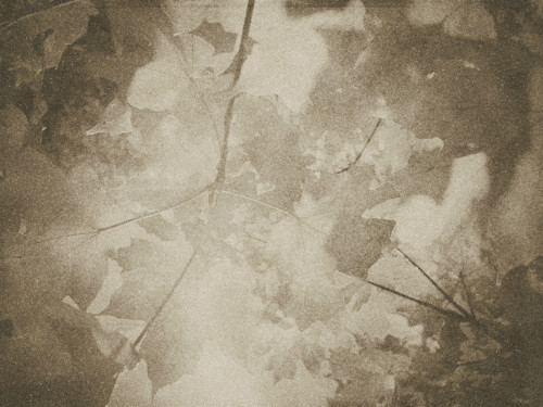 Leaves tree vintage old sepia skyward light through the trees looking up maple sycamore fall foliage ki6epl
